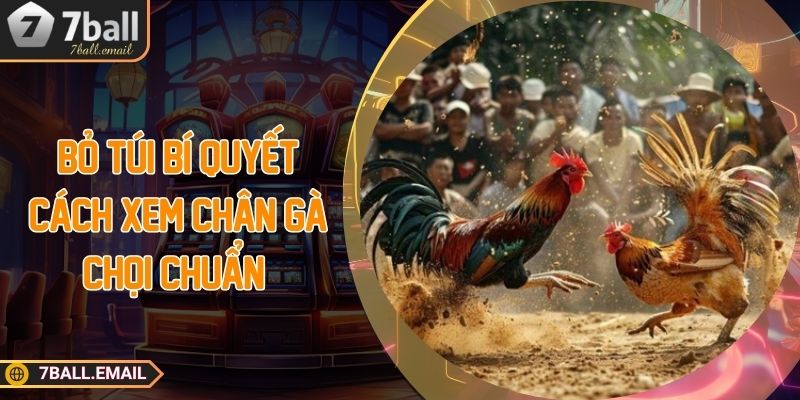 Bỏ túi bí quyết cách xem chân gà chọi chuẩn