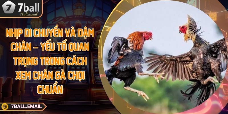 Nhịp di chuyển và dậm chân - Yếu tố quan trọng trong cách xem chân gà chọi chuẩn