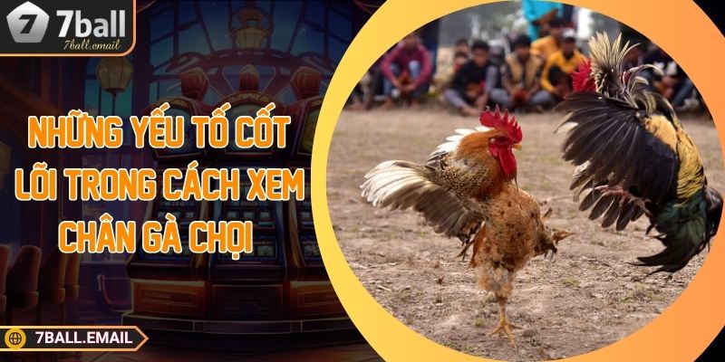 Những yếu tố cốt lõi trong cách xem chân gà chọi